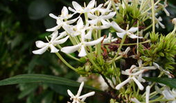 仙丹的图片,古代神秘丹药图鉴揭秘