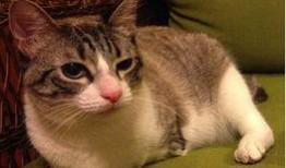 成猫照片,镜头下的优雅与灵动