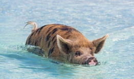 猪游泳图片,捕捉水中萌态瞬间