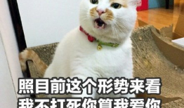 杀 表情包,杀 表情包的崛起与魅力解析