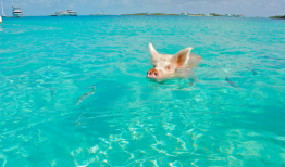 猪游泳图片,捕捉水中萌态瞬间