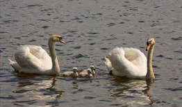 小天鹅照片,捕捉自然之美