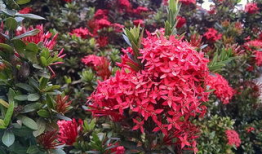 仙丹的图片,古代神秘丹药图鉴揭秘