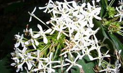 仙丹的图片,古代神秘丹药图鉴揭秘