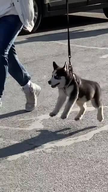 傻狗的日常娱乐吃瓜君